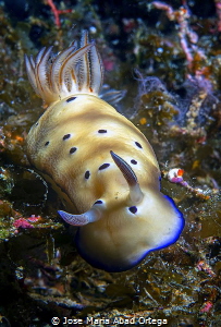 Goniobranchus leopardus by Jose Maria Abad Ortega 